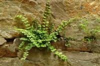 Exkursion in das Ahrtal - 20 Braunstieliger Streifenfarn (Asplenium trichomanes) (Bildautor: Wolfgang Ott)